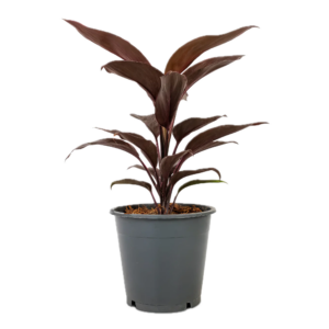 Five Potted Plants Brown Dracena Plant Cordyline