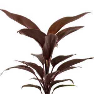 Five Bunched Plants Brown Dracena Plant Cordyline