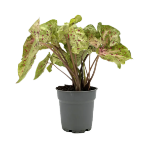 Five Potted Plants Caladium Bleeding Heart Plant Caladium