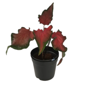 Five Potted Plants Caladium Frieda Hemple Plant Caladium