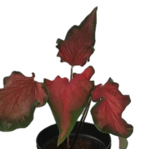 Five Bunched Plants Caladium Frieda Hemple Plant Caladium