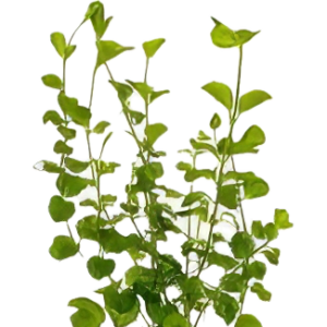 Five Bunched Plants Creeping Jenny Plant Lysimmachia Nummularia
