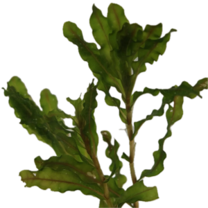 Five Potted Plants Curly Leaf Pondweed Plant Potamageton Crispus