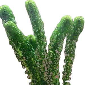 Five Potted Plants Curly Waterweed Plant Lagarosiphon Major