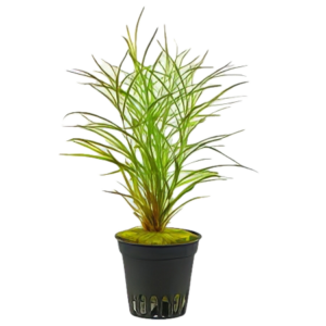 Five Potted Plants Gayi Pondweed Plant Potamageton Gayi