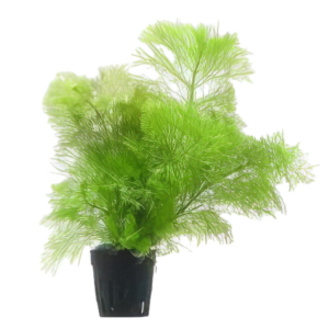 Five Potted Plants Giant Ambulia Plant Limnophila Gigantea