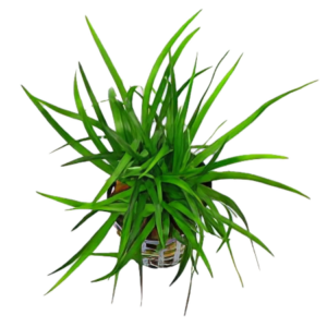 Five Potted Plants Grass Rosette Plant Eriocaulon Goias
