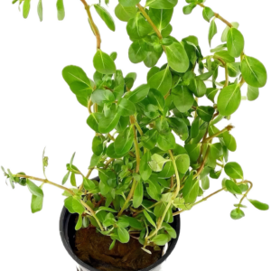 Five Potted Plants Green Macranda Rotala Plant Rotala Macranda