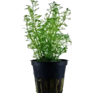 Five Potted Plants Green Mygriob Plant Mygriophyllum Matogrossense