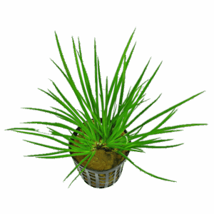 Five Potted Plants Green Slender Sweet Flag Plant Acorus Pusillus