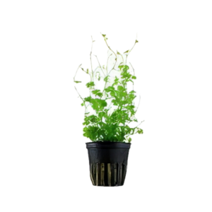 Five Potted Plants Japanese Pennywort Plant Hydrocotyle Tripartita