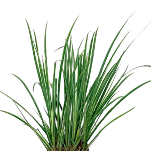 Five Potted Plants Japanese Rush Plant Acorus Gramineus