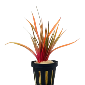 Five Potted Plants King Crimson Pipewort Plant Eriocaulon Quinquangulare