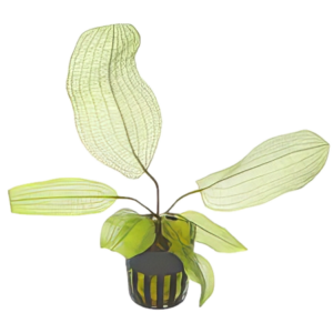 Five Potted Plants Lace Plant Broad Leaf Plant Aponogeton Madagascarensis