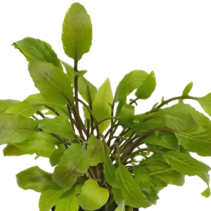 Five Potted Plants Lake Cress Plant Armoricia Aquatica