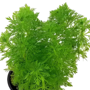 Five Potted Plants Large Ambulia Plant Limnophila Aquatica