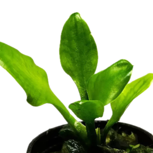 Five Potted Plants Lingua Cryp Plant Cryptocoryne Lingua