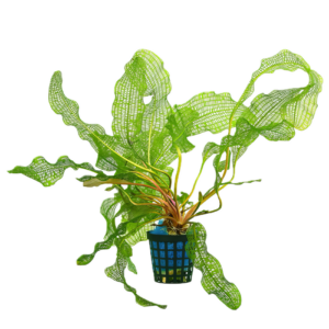 Five Potted Plants Madagascar Lace Plant Aponogeton Madagascarensis