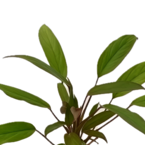 Five Potted Plants Malayan Sword Plant Aglaoema Simplex