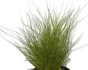 Five Potted Plants Mini Dwarf Hairgrass Plant Eleocharis Parvulus