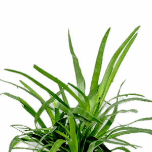 Five Potted Plants Needle Pipewort Plant Eriocaulon Setaceum