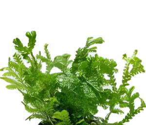 Five Potted Plants New Green Fern Plant Selaginella Sp