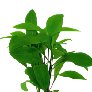 Five Potted Plants Noma Stricta Plant Nomaphila Stricta