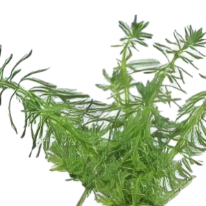 Five Potted Plants Parrots Feather Plant Myriophyllum Aquaticum