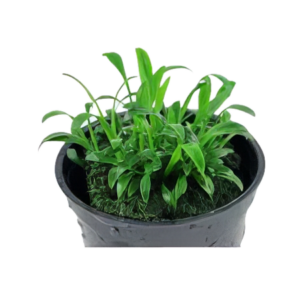 Five Potted Plants Parva Cryp Plant Cryptocoryne Parva