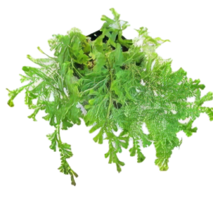 Five Potted Plants Peacock Fern Plant Selaginella Unicinata