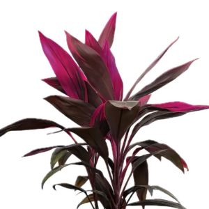 Five Potted Plants Pink Dracena Plant Cordyline