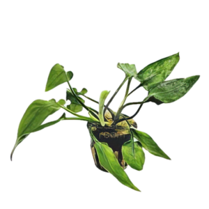 Five Potted Plants Pontederifolia Cryp Plant Cryptocoryne Pontederifolia