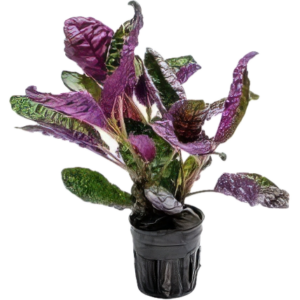 Five Potted Plants Purple Stricta Plant Hemigraphis Colorata