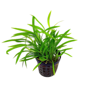 Five Potted Plants Pygmy Chain Sword Plant Echinodorus quadricostatus