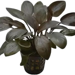 Five Potted Plants Red Bleeding Heart Plant Lagenandra Meeboldii