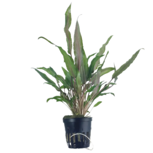 Five Potted Plants Red Cryp Plant Cryptocoryne Undulatus