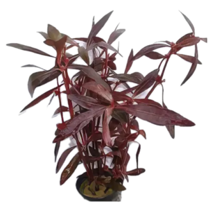 Five Potted Plants Red Ivy Plant Alternanthera Sessillis