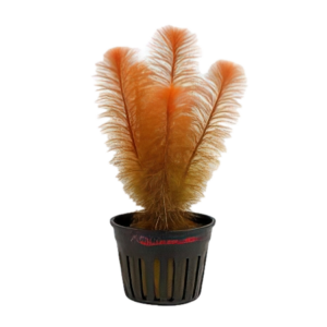 Five Potted Plants Red Mygriob Plant Mygriophyllum Matogrossense