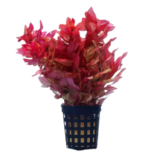 Five Potted Plants Red Narrow Leaf Macranda Rotala Plant Rotala Macranda