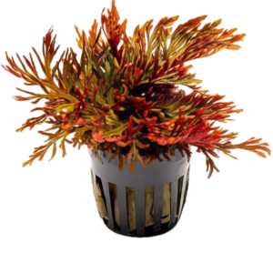 Five Potted Plants Red Spike Moss Plant Selaginella Erythropus