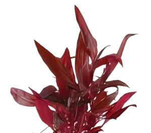 Five Potted Plants Red Stem Plant Alternanthera Conferta