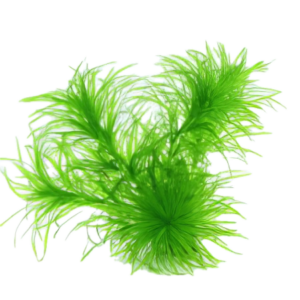 Five Potted Plants Ricefield Water Nymph Plant Najas Graminea