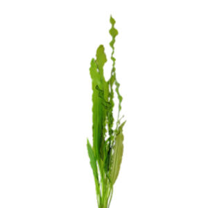 Five Potted Plants Ruffled Sword Plant Aponogeton Crispus