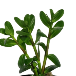 Five Potted Plants Senegal Tea Plant Gymnocoronis Spilanthoides