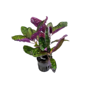 Five Potted Plants Sharp Leaf Plant Hemigraphis Colorata Exotica