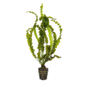 Five Potted Plants Slender Wavy Sword Plant Aponogeton Longiplumulosus