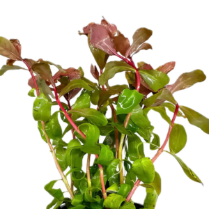 Five Potted Plants Small Ammania Plant Ammania Gracillis