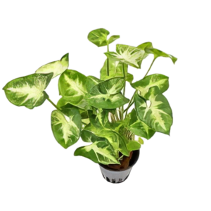 Five Potted Plants Stardust Plant Syngonium Podophyllum