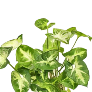 Five Bunched Plants Red Knight Stardust Plant Syngonium Podophyllum