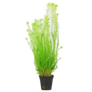 Five Potted Plants Stream Bog Moss Plant Mayaca Fluviatillis